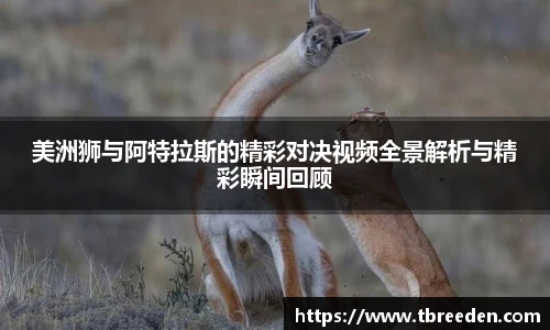 谈球吧
